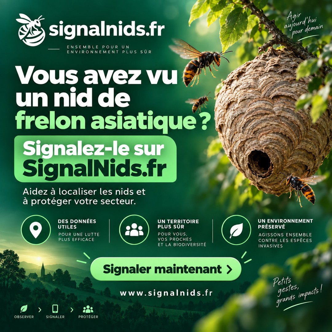 Visuel SignalNids — Signalez un nid de frelon asiatique